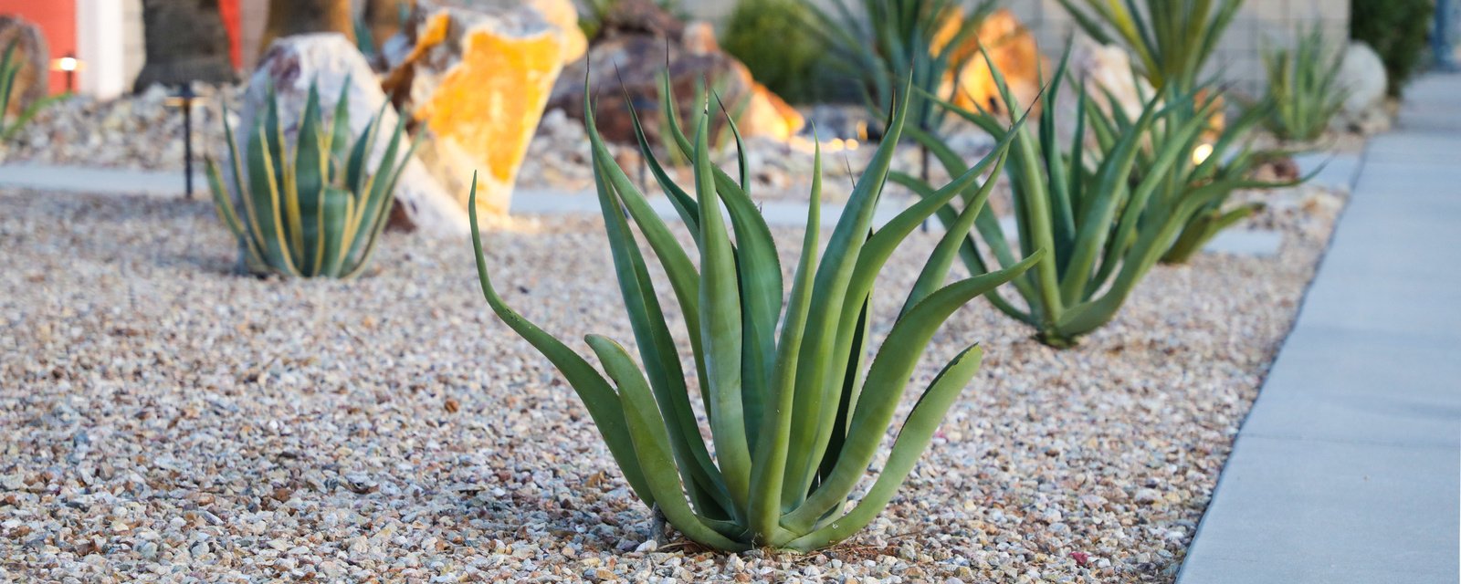 jardin sec