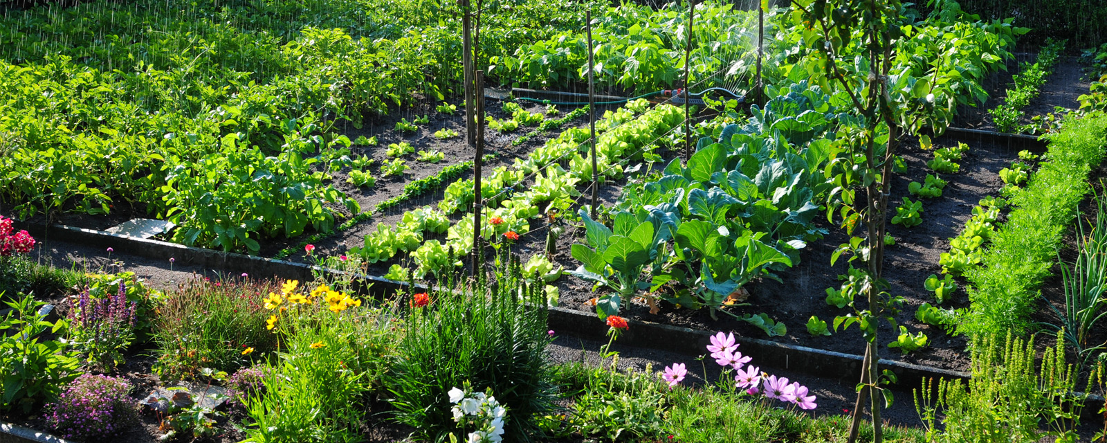 jardin potager