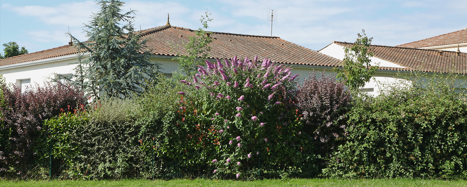 haie mixte