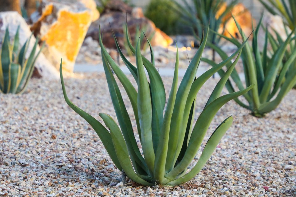 jardin sec