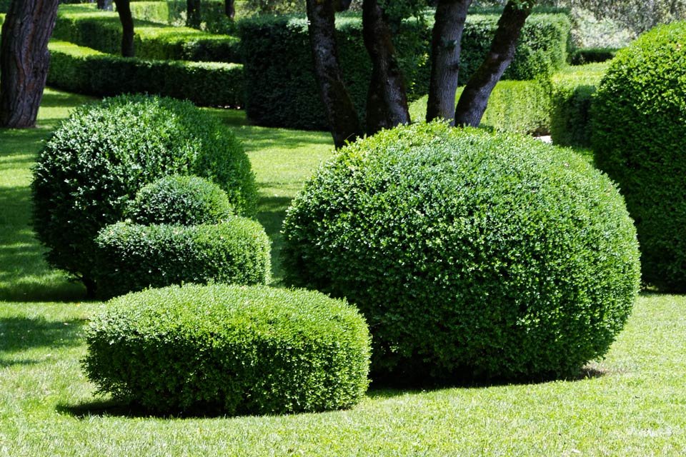 taille des arbustes