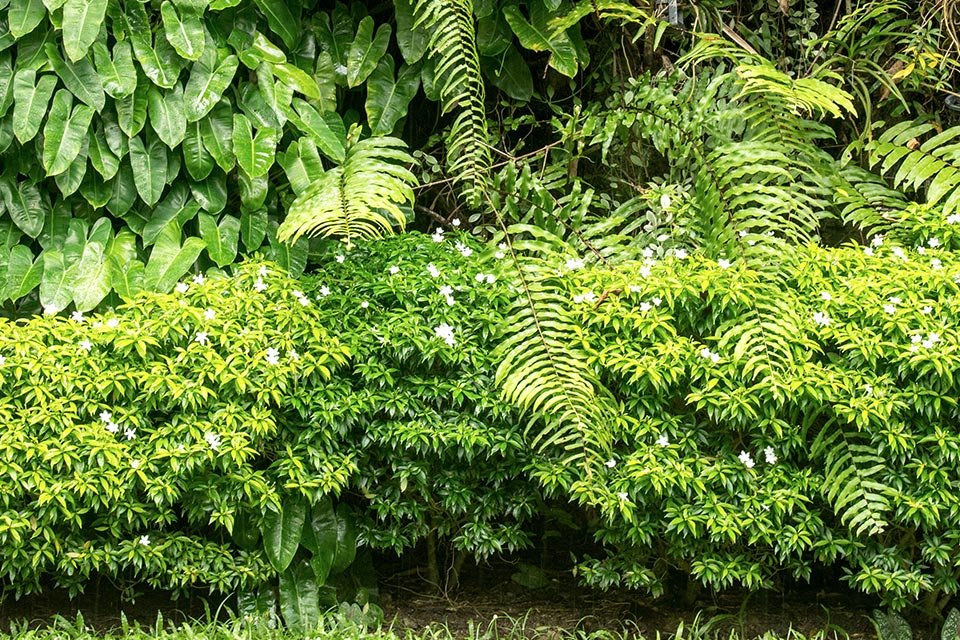 Panneaux occultants dans le jardin