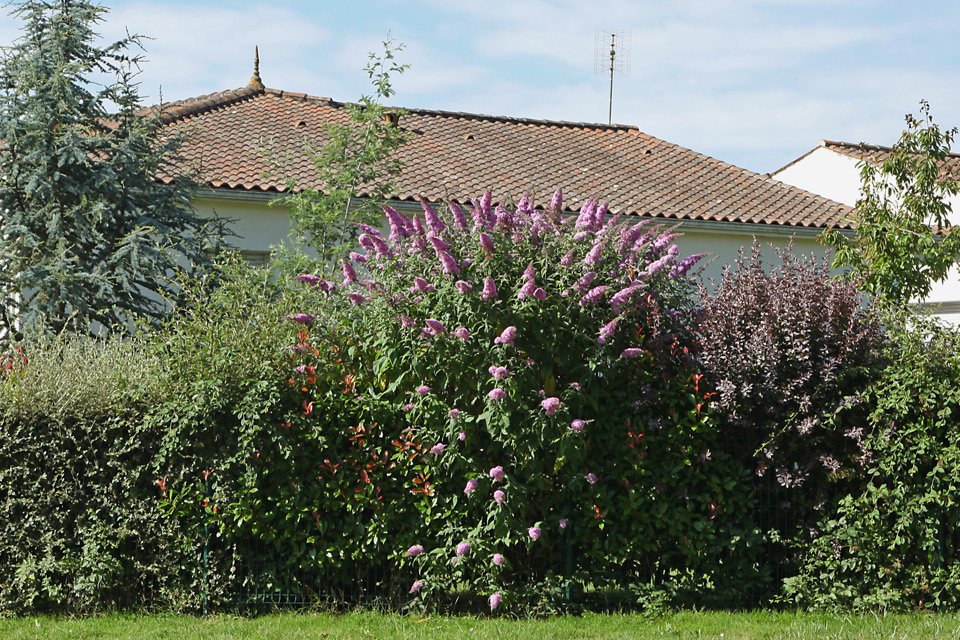 haie mixte