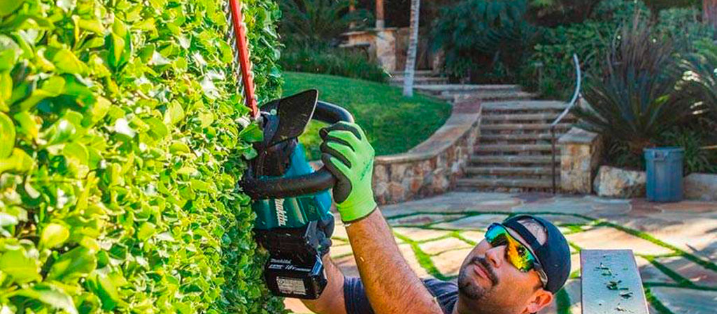 Professionnel taillant une haie de jardin